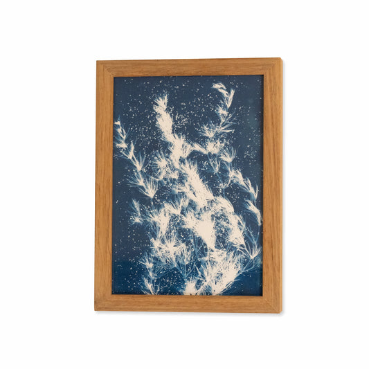 Plant | Original Cyanotype | Kiaat Frame